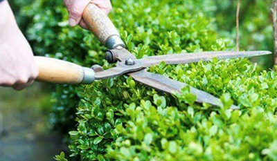 Garden Maintenance in chennai